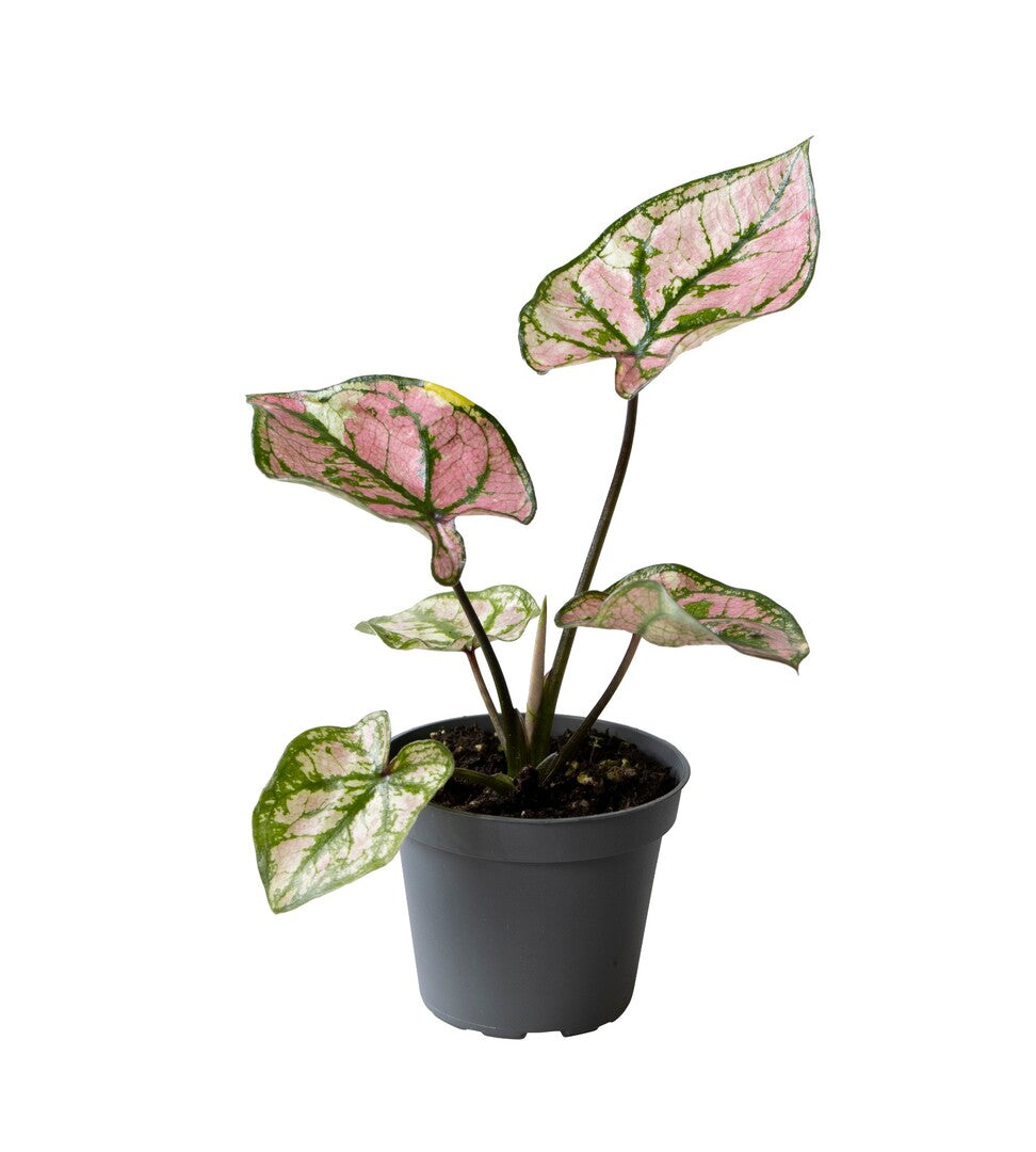 Caladium Purple Light Baby -  Plant Circle.