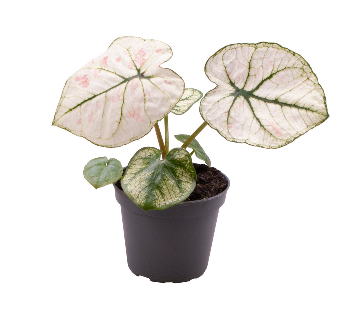 Caladium bicolor ‘Lucia’ – Baby Plant (6cm Pot) -  Plant Circle.