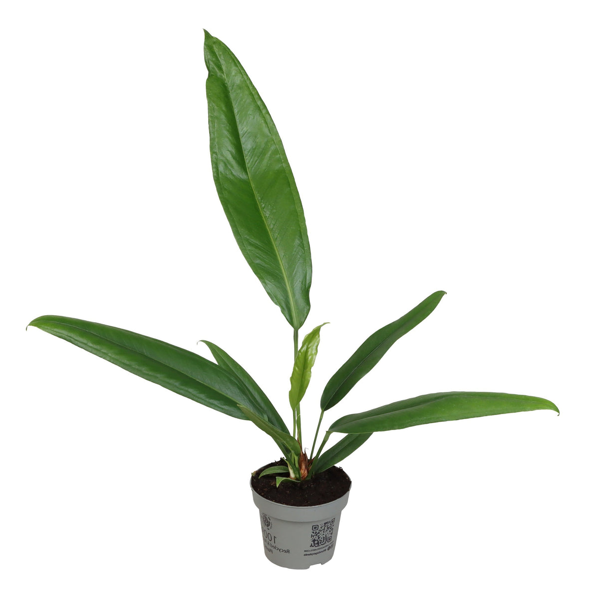 Anthurium Bakeri M -  Plant Circle.
