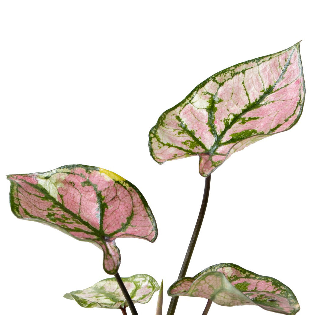 Caladium Purple Light Baby -  Plant Circle.