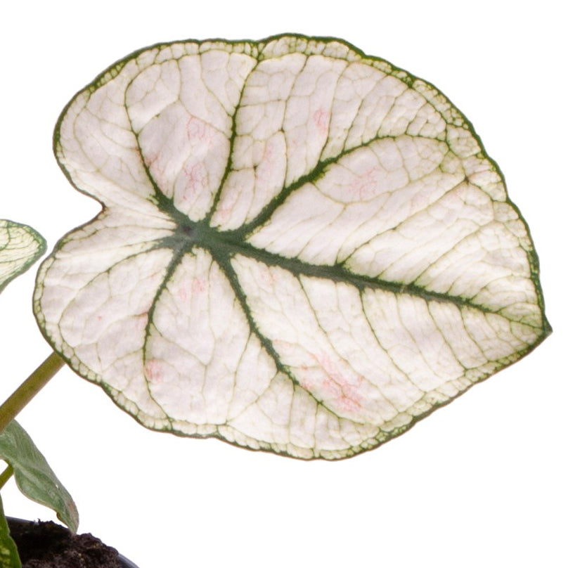 Caladium bicolor ‘Lucia’ – Baby Plant (6cm Pot) -  Plant Circle.