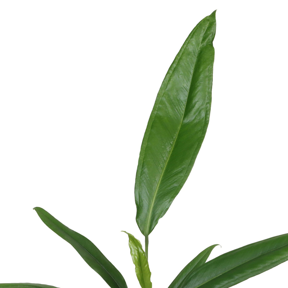 Anthurium Bakeri M -  Plant Circle.