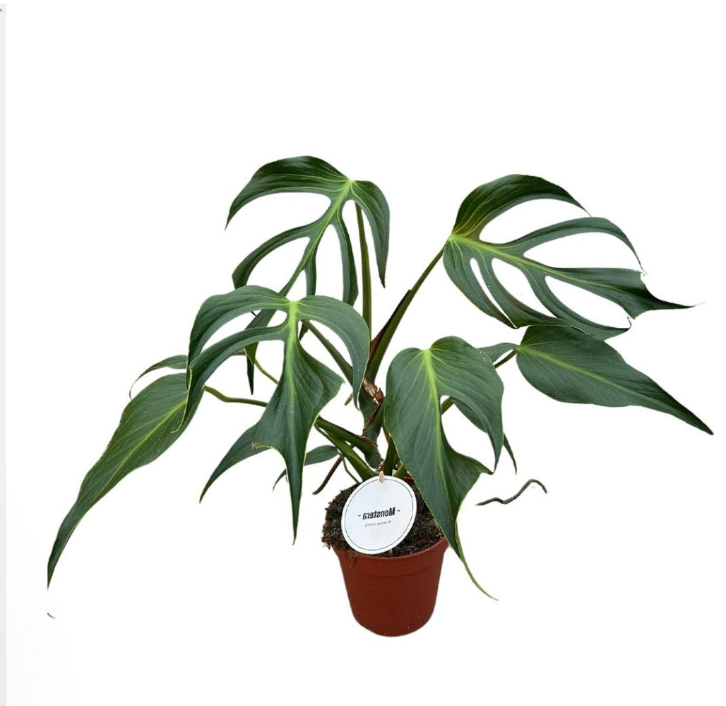 Monstera Burle Marx Flame – L, Approx. 50.0cm height – 15.0cm Pot