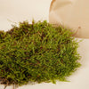 Moss on a white background