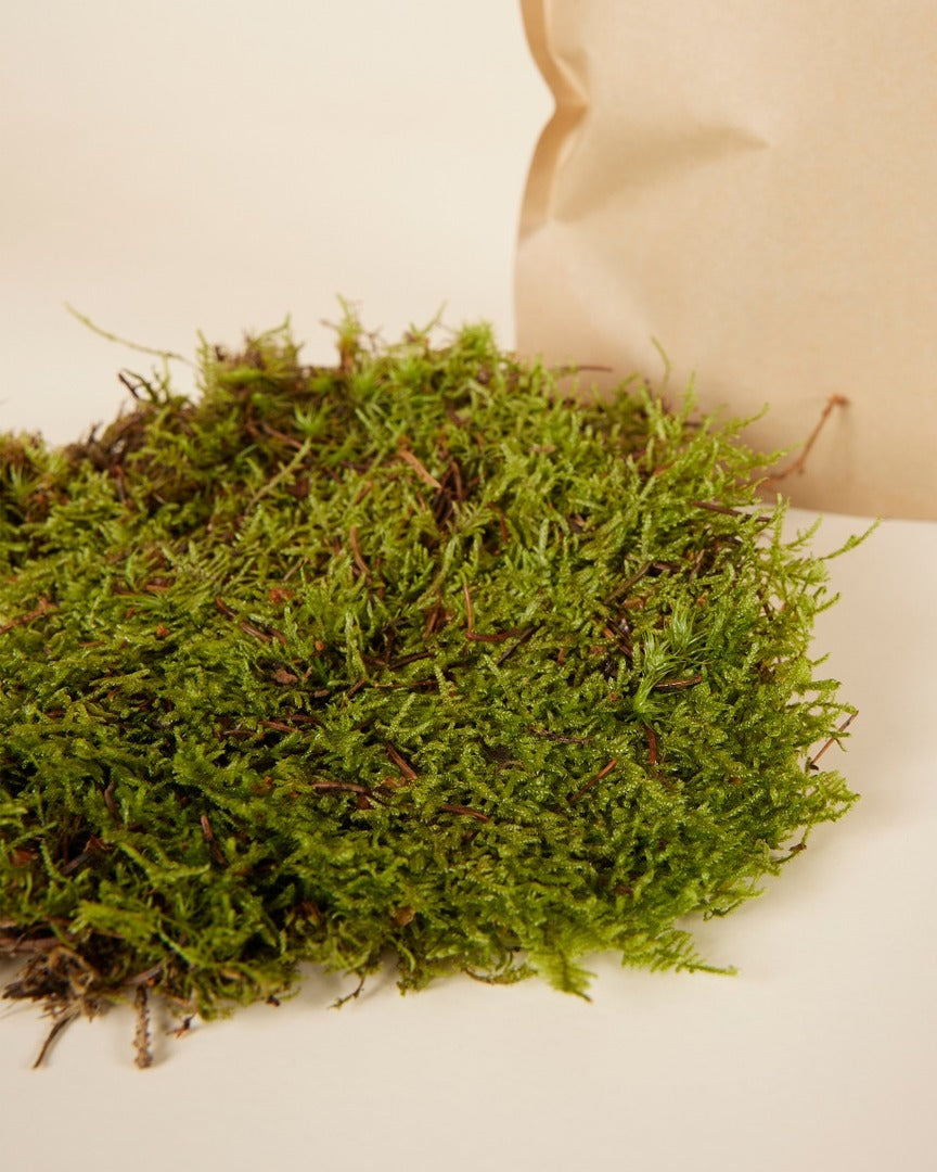 Moss on a white background