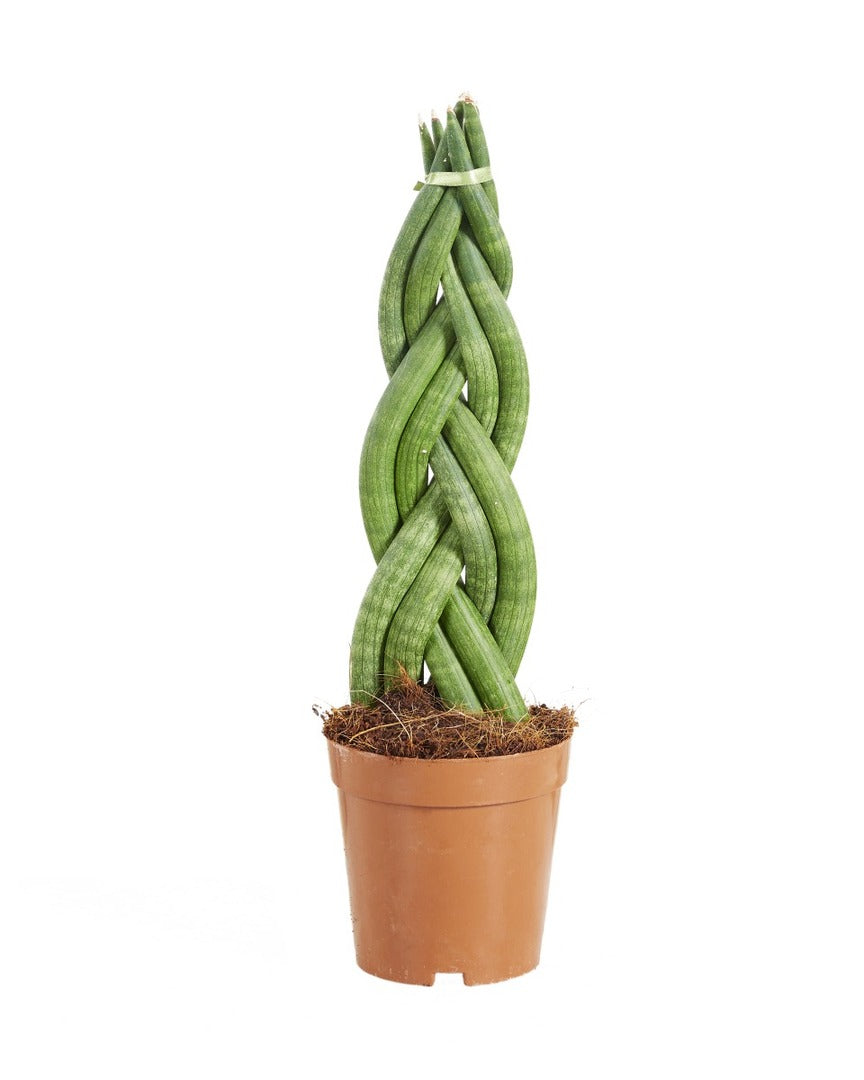 circular snake plant Dracaena (Sansevieria) Twister Medium