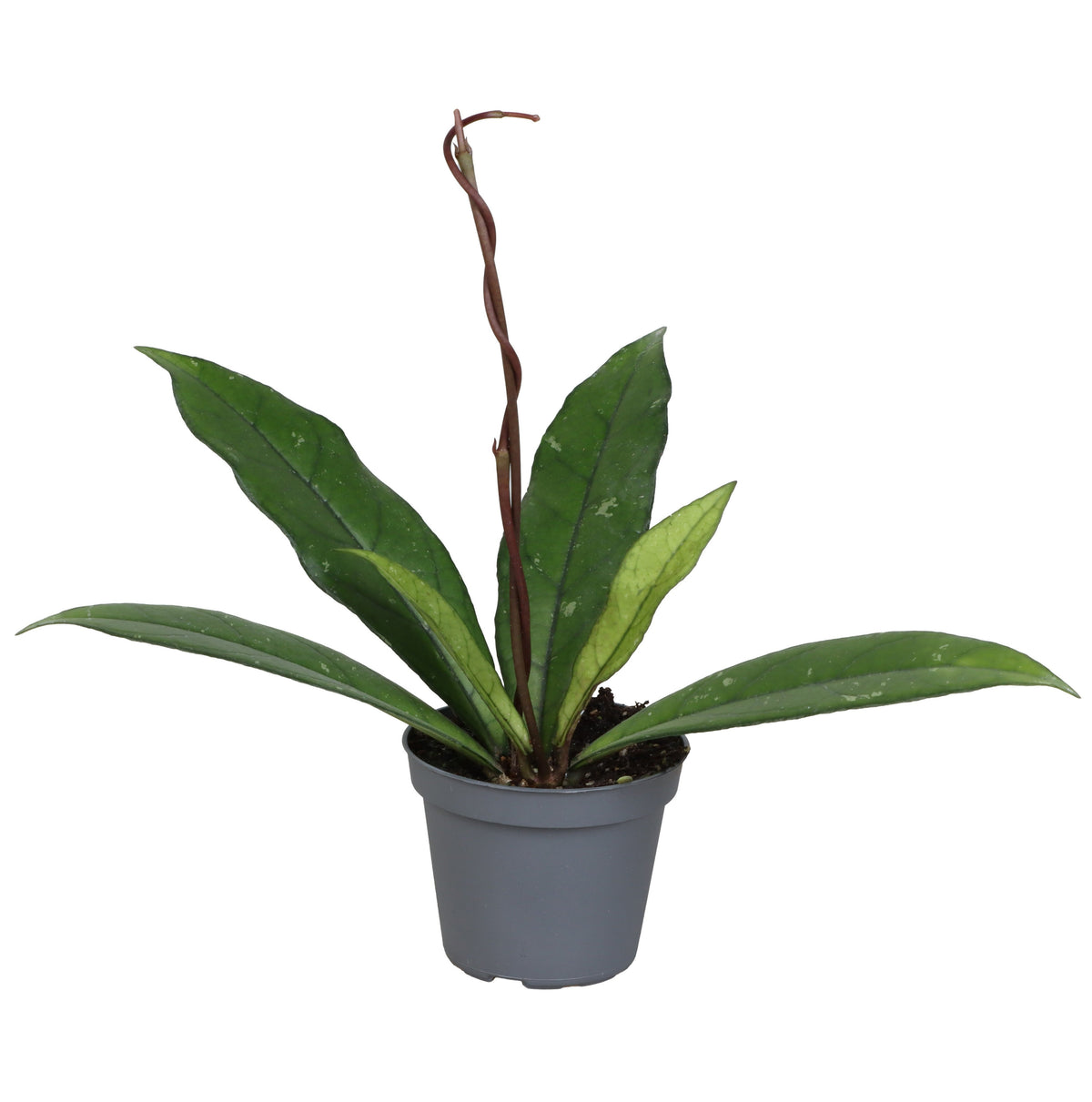 Hoya Crassipetiolata by Plant Circle Baby -  6cm pot -  10cm height -  Plant Circle.