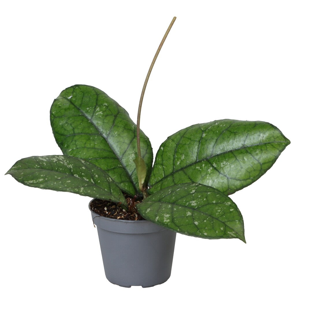 Hoya callistophylla – Baby by Plant Circle (6cm Pot, 10cm Height) -  Plant Circle.