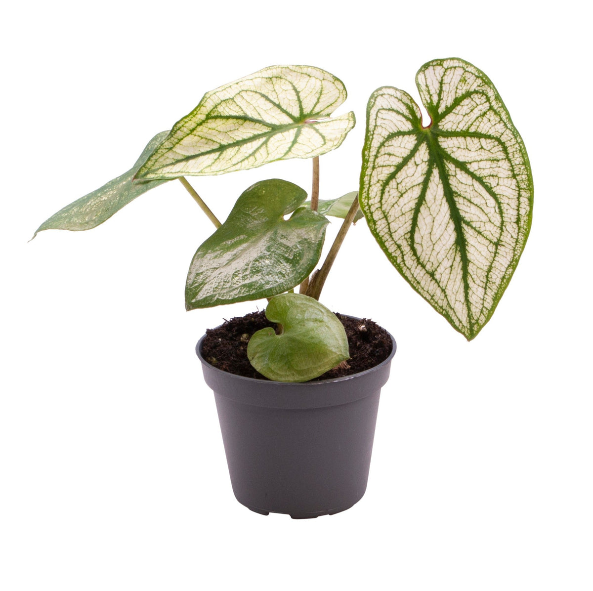 Caladium bicolor ‘Pliage’ – Baby (6cm) -  Plant Circle.