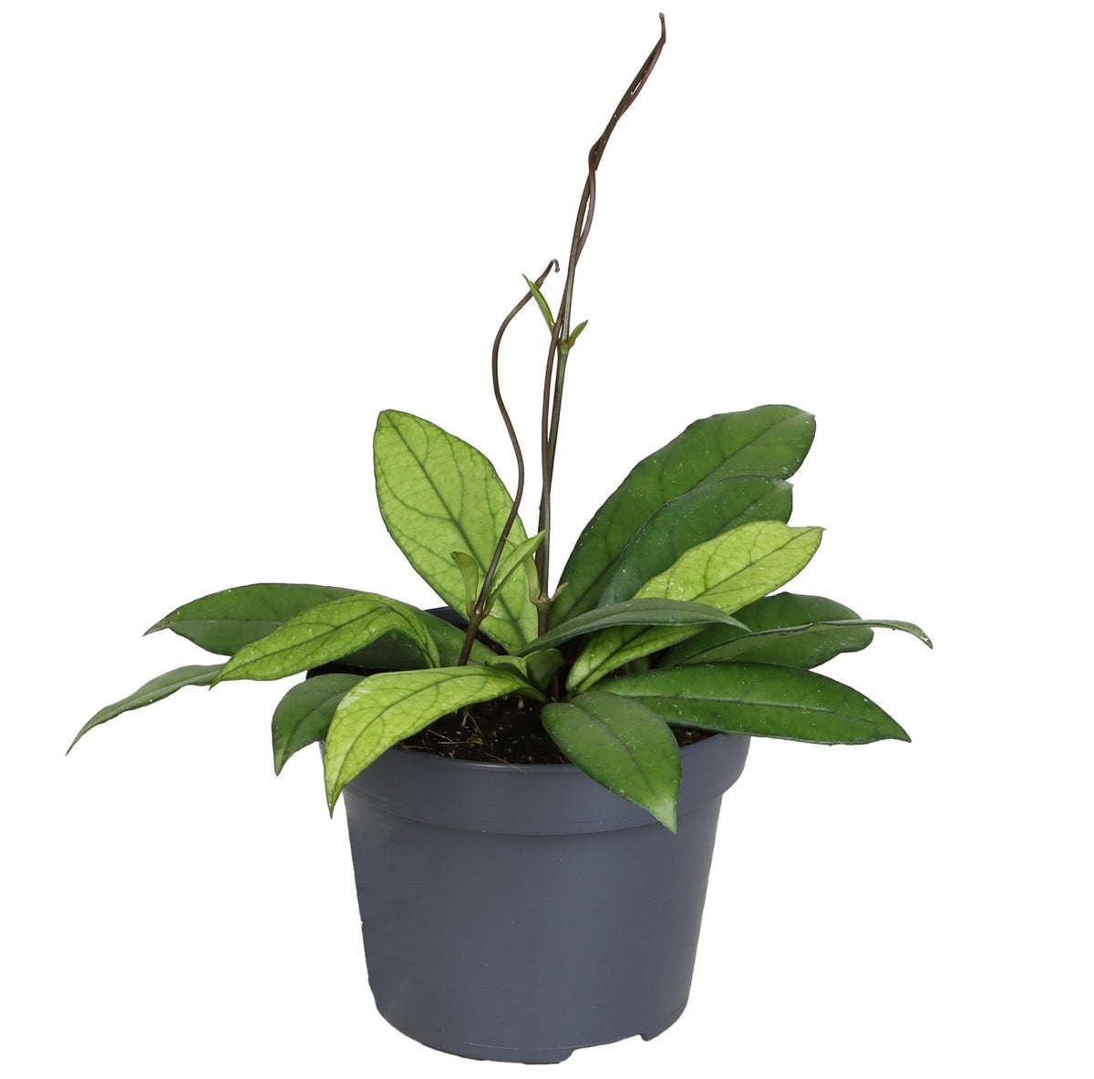 Hoya Crassipetiolata (Medium, 12cm pot, 25cm height) -  Plant Circle.