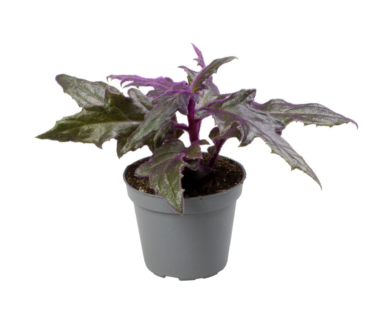 Gynura aurantiaca aka Purple Velvet Plant Baby -  Plant Circle.