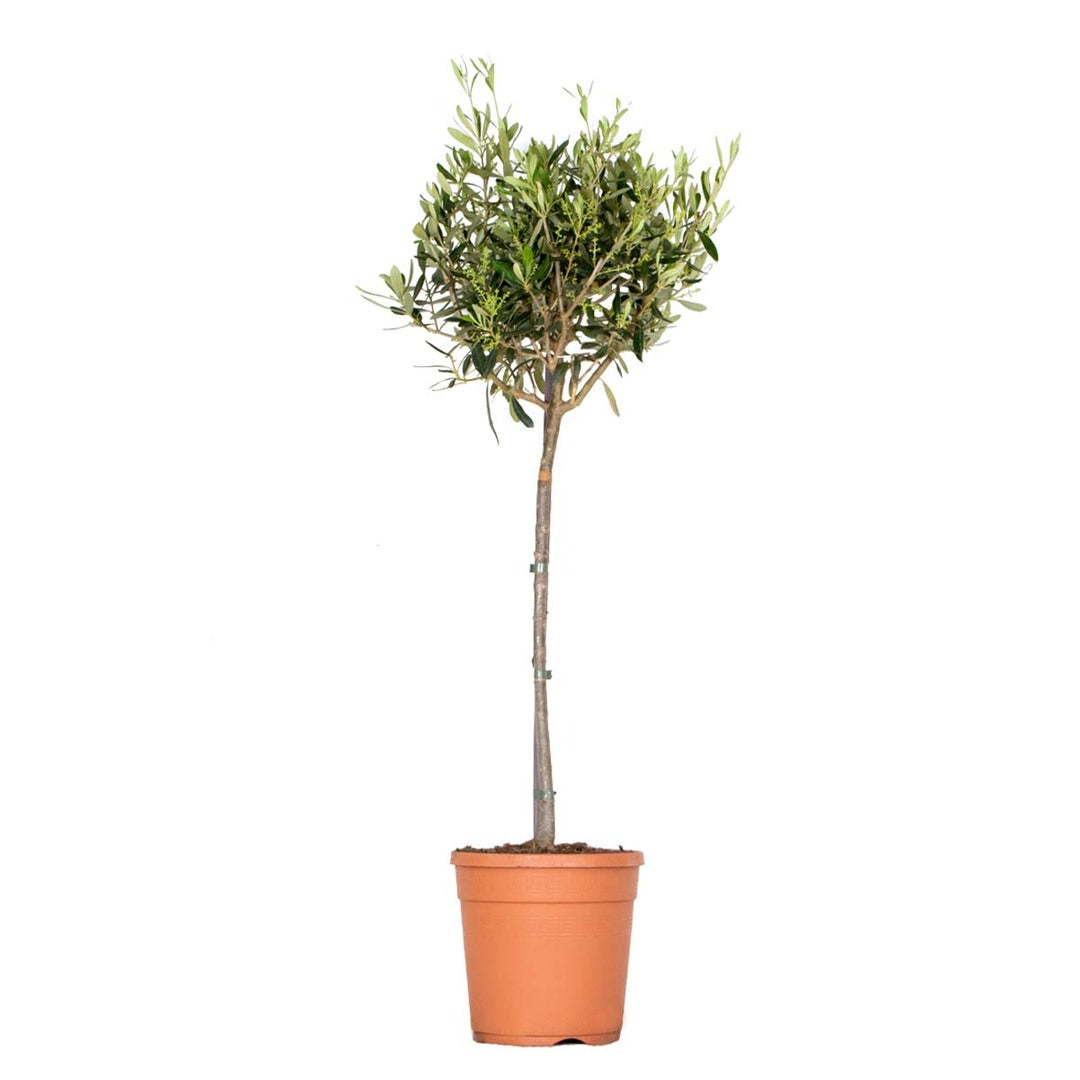 Olea europaea (Olive Tree)