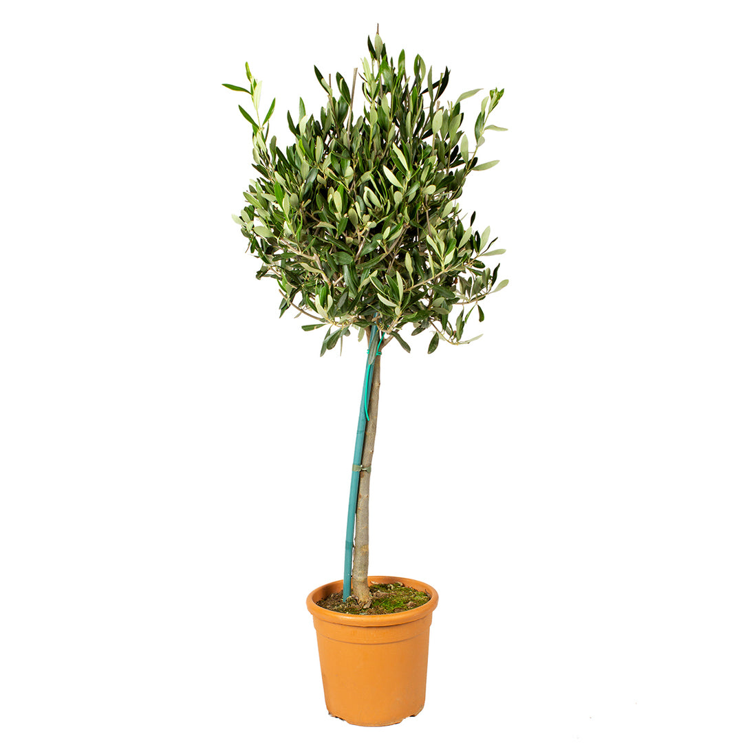 Potted olive tree on a white background