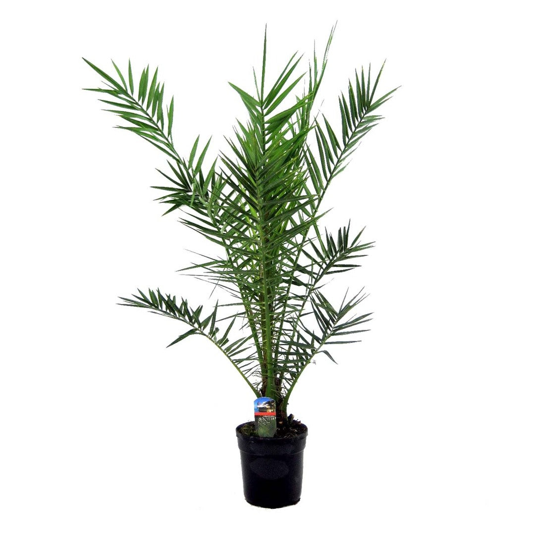 Phoenix Canariensis (Canary Island Date Palm)