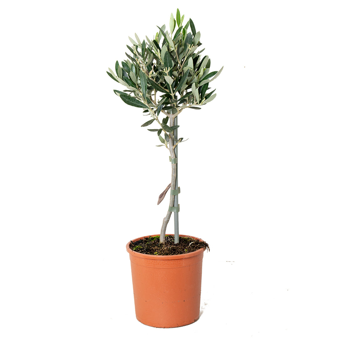 Potted olive tree on a white background