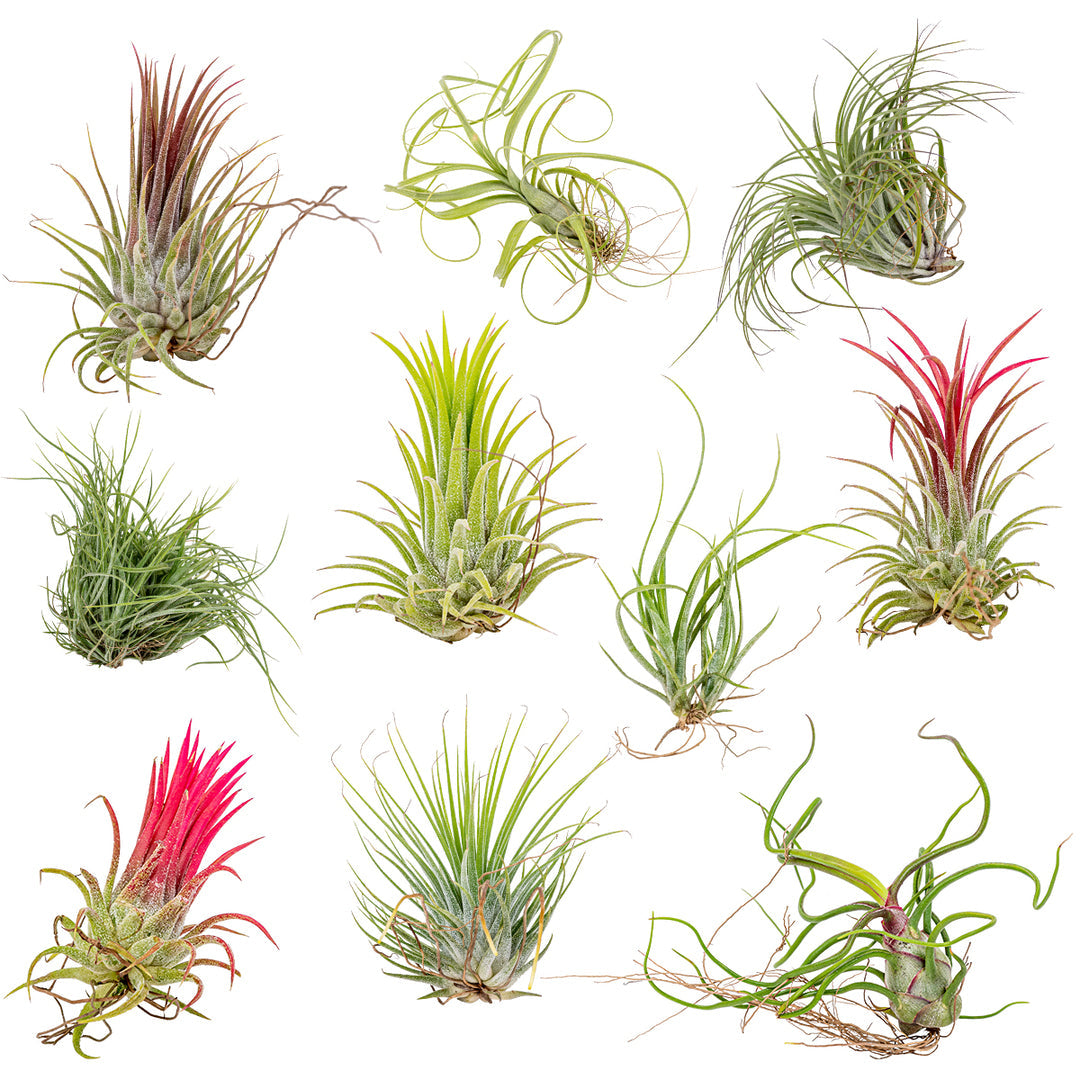 "Beautiful Set of 10 Tillandsia Air Plants. A perfect choice for your indoor houseplant collection."