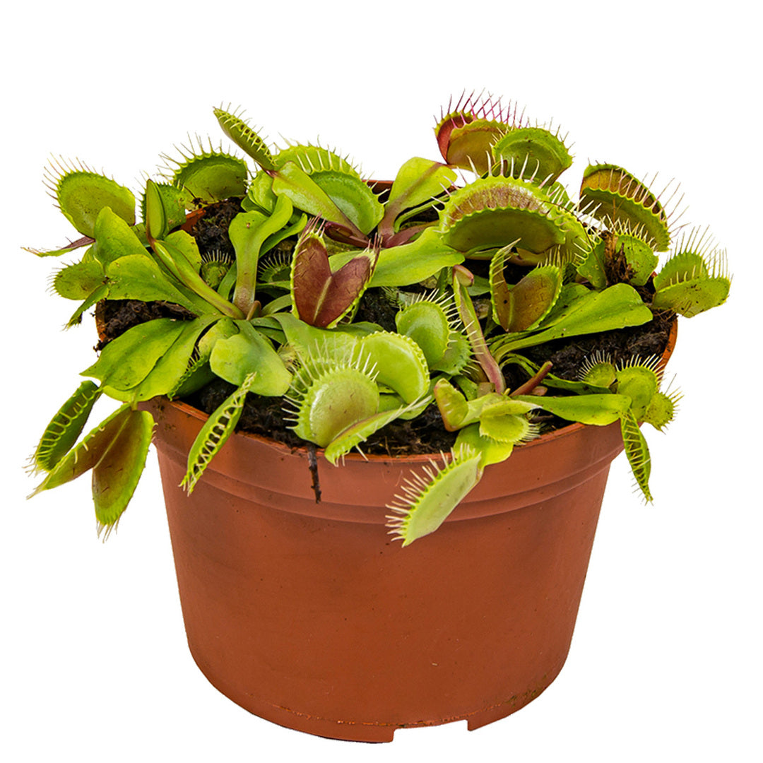 Potted Venus flytrap plant on a white background