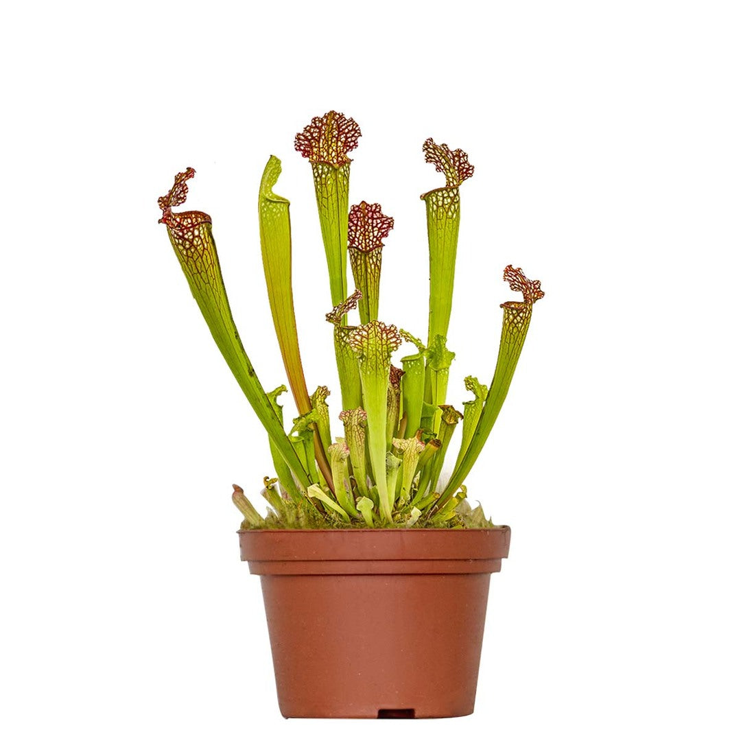 Potted carnivorous Sarracenia 'Juthatip Soper' plant with long green leaves and red flowers on a white background