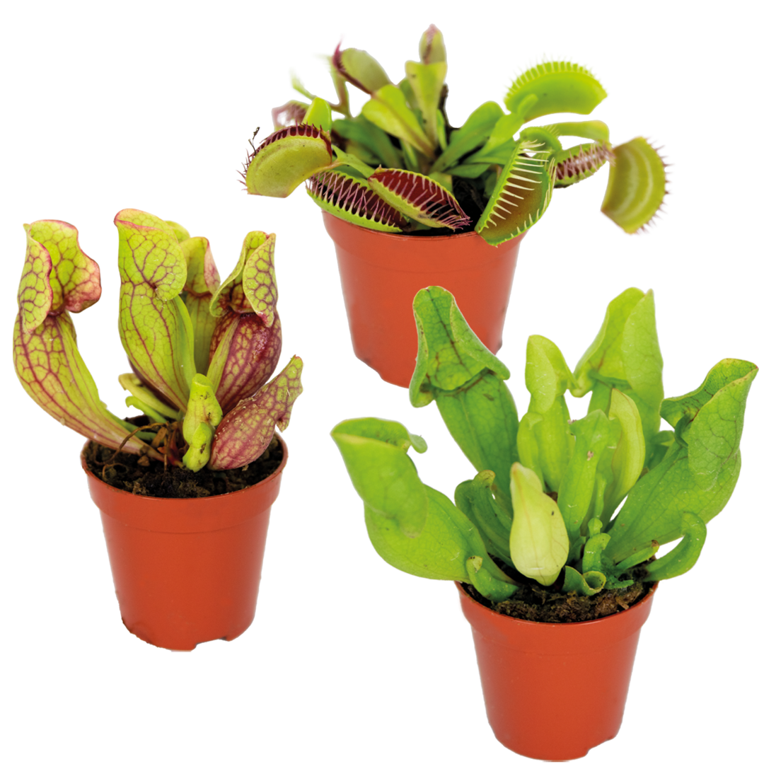 Three potted carnivorous plants on a white background