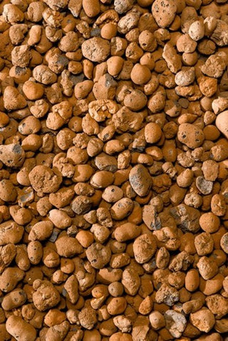 Clay Hydrogranules – The Perfect Soil-Free Growing Medium -  Plant Circle.
