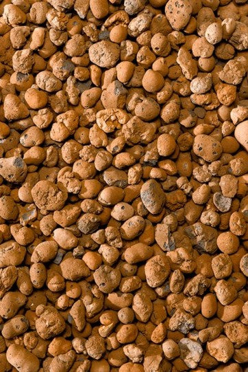 Clay Hydrogranules – The Perfect Soil-Free Growing Medium -  Plant Circle.