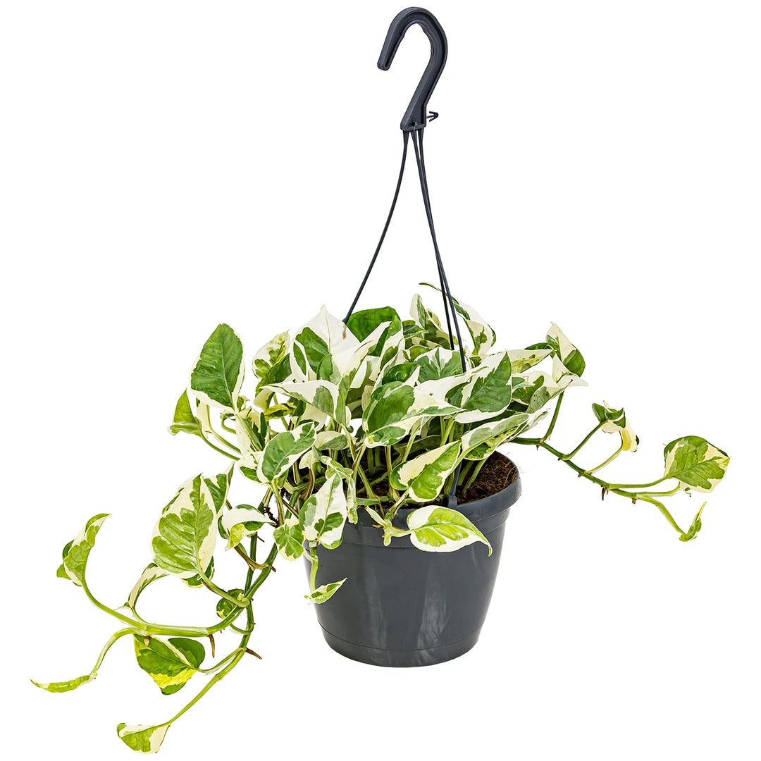 Epipremnum aureum 'N'Joy' 