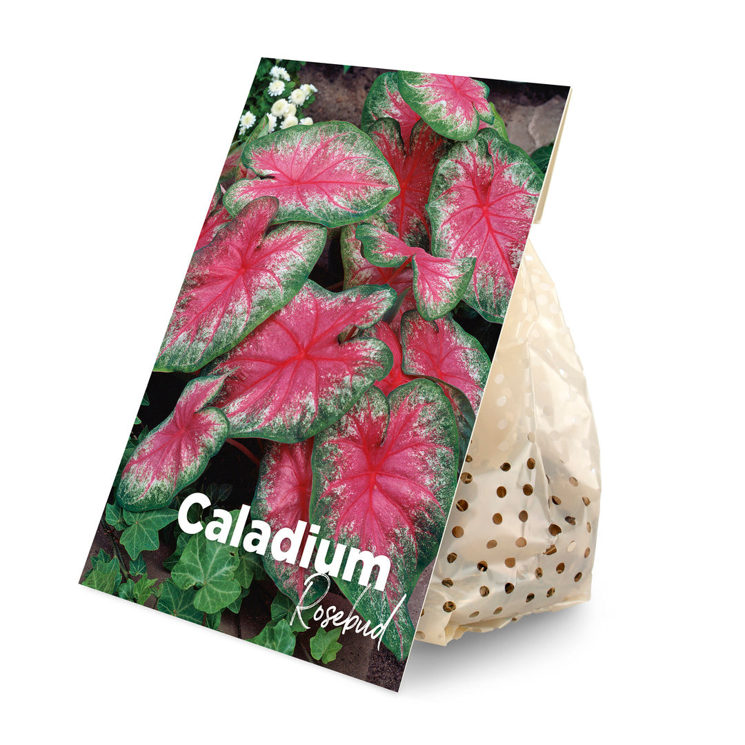 Plant Circle Caladium Rosebud tuber in eco-friendly paper packaging with a variety-specific botanical photo label.
