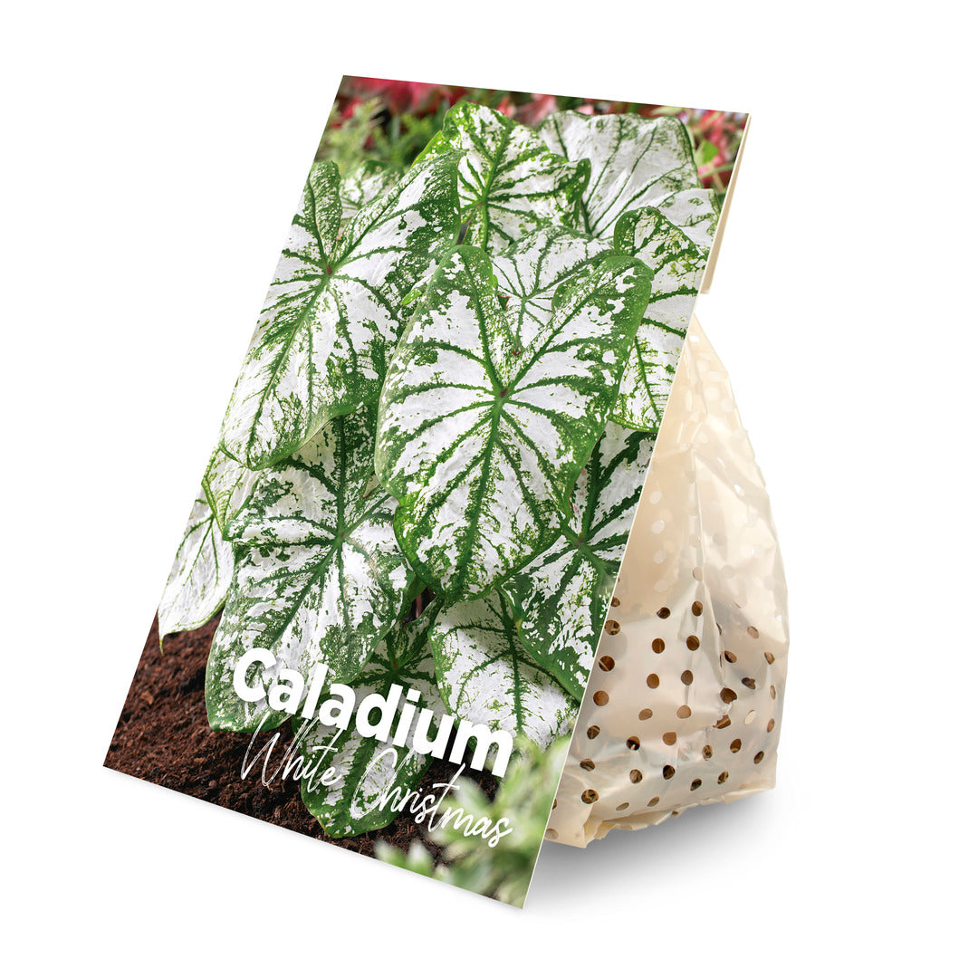 Plant Circle Caladium White Christmas tuber in sustainable paper packaging with a variety-specific botanical photo label.