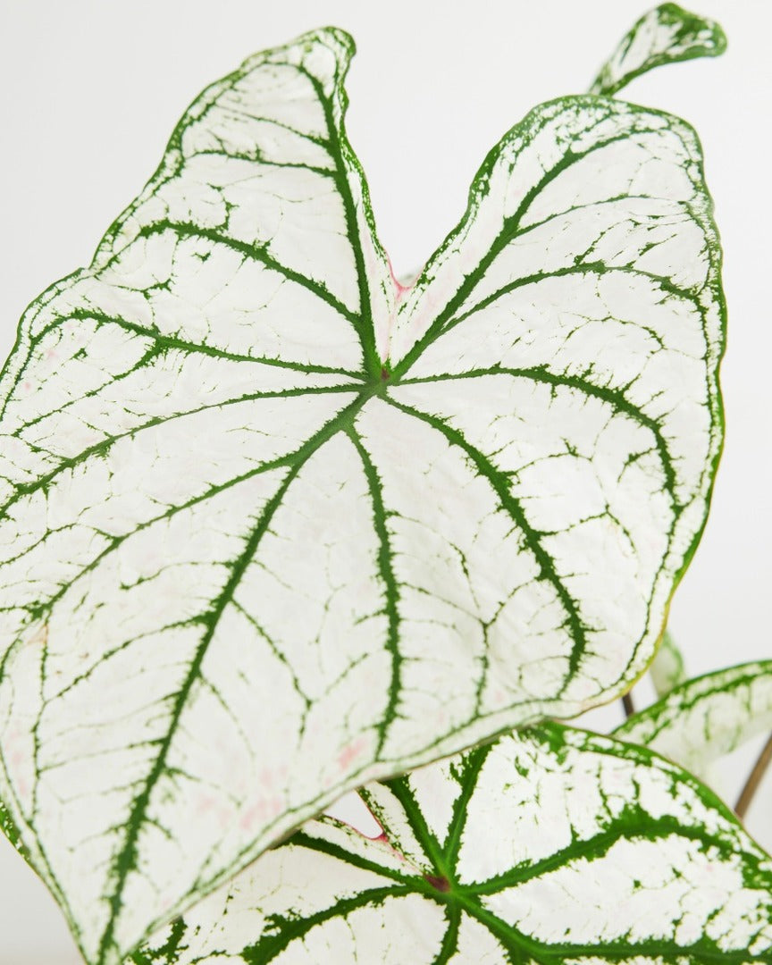 Close-up detail of Caladium White Christmas foliage highlighting the snowy white texture and contrasting dark green margins.