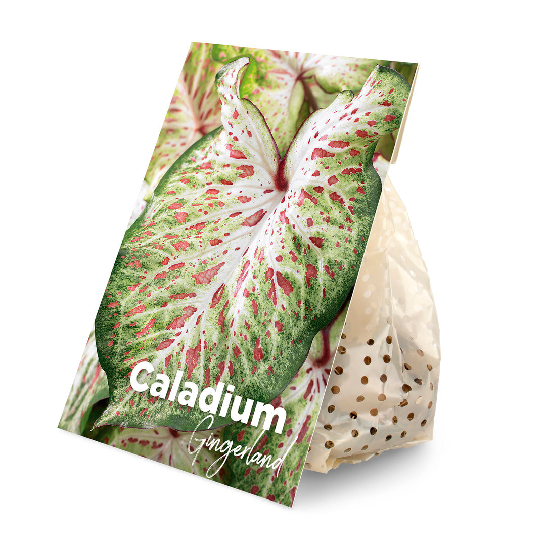 Plant Circle Caladium Gingerland tuber in sustainable paper packaging with a variety-specific botanical photo label.