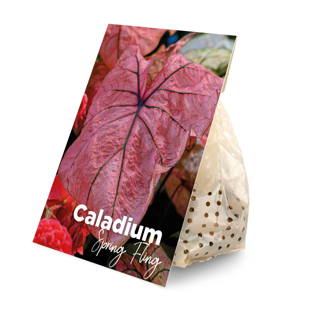 Plant Circle Caladium Spring Fling tuber in a sustainable paper pouch with a detailed variety photograph.