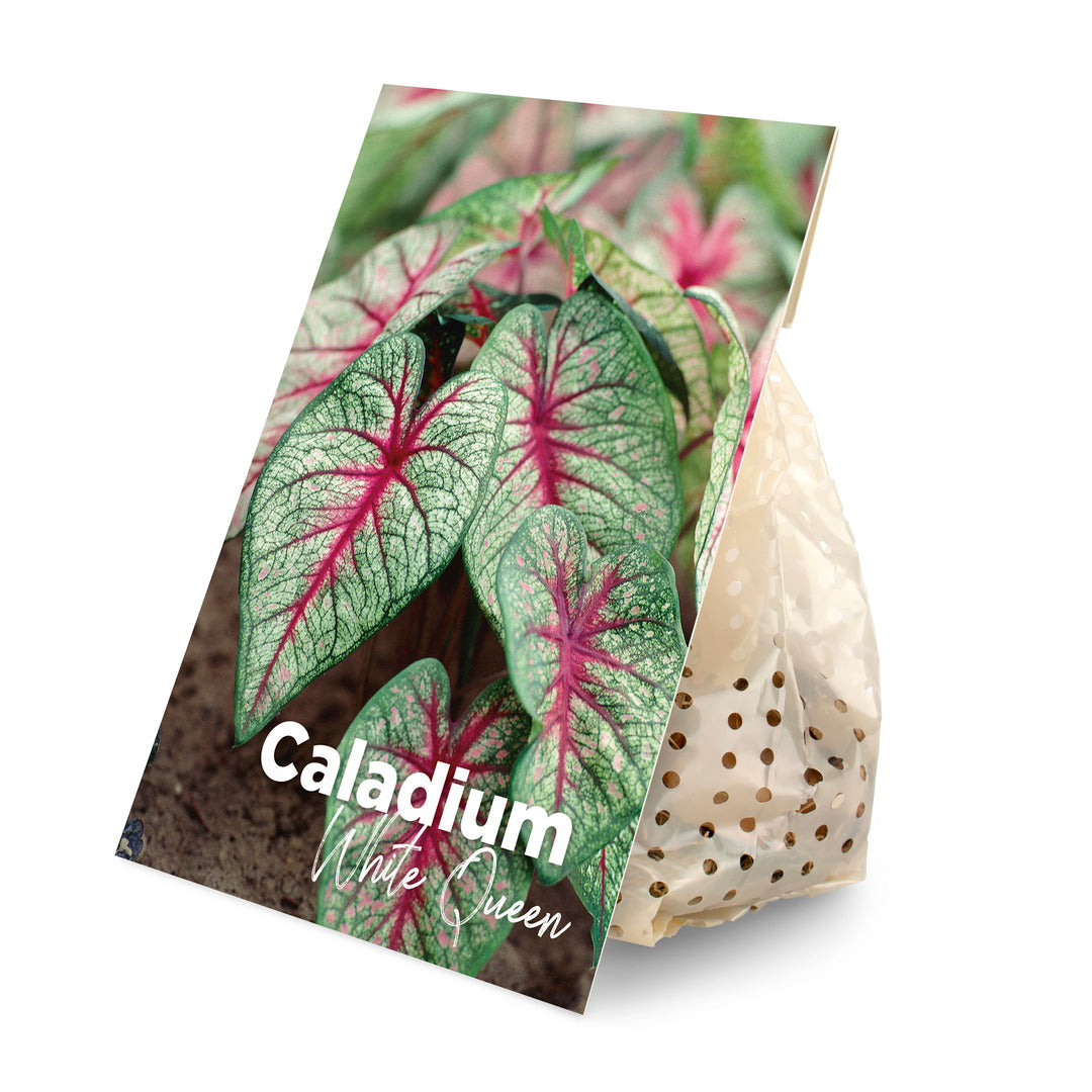Plant Circle Caladium White Queen tuber in eco-friendly paper packaging with a variety-specific botanical label