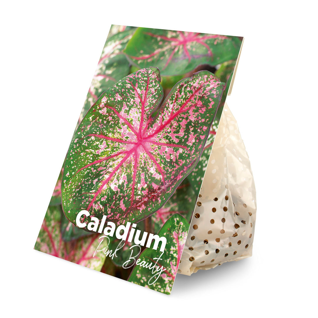 Plant Circle Caladium Pink Beauty tuber in sustainable paper packaging with a colorful variety label.