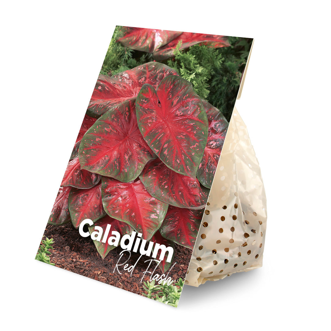 Branded Caladium Red Flash tuber packaging in an eco-friendly paper bag with variety photo and planting guide.