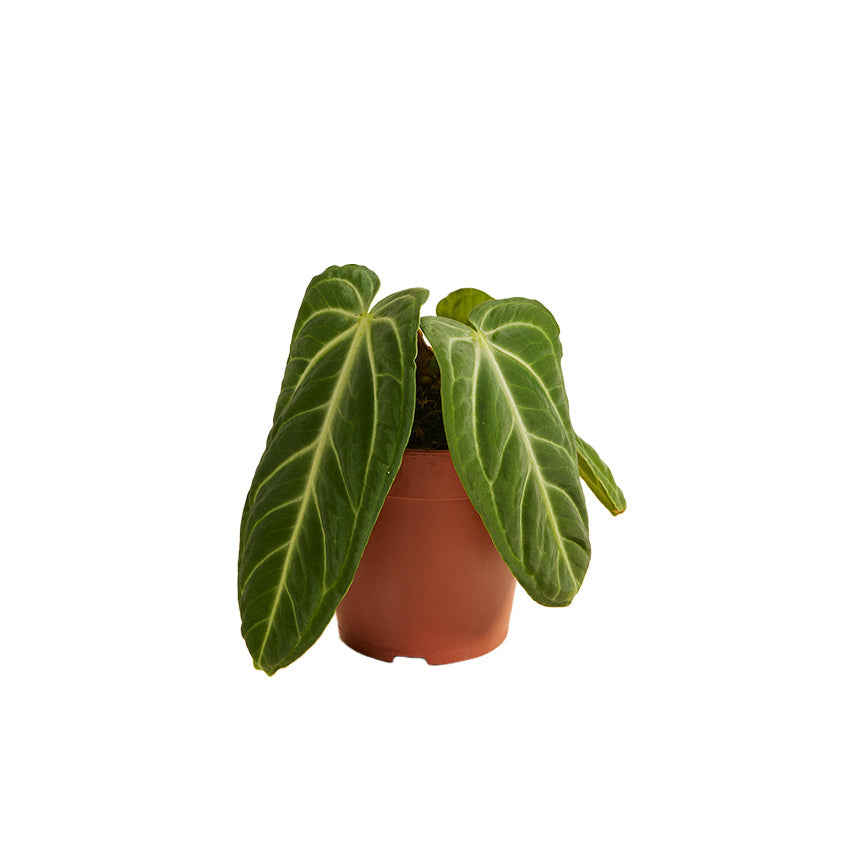 Anthurium Villenaorum Medium