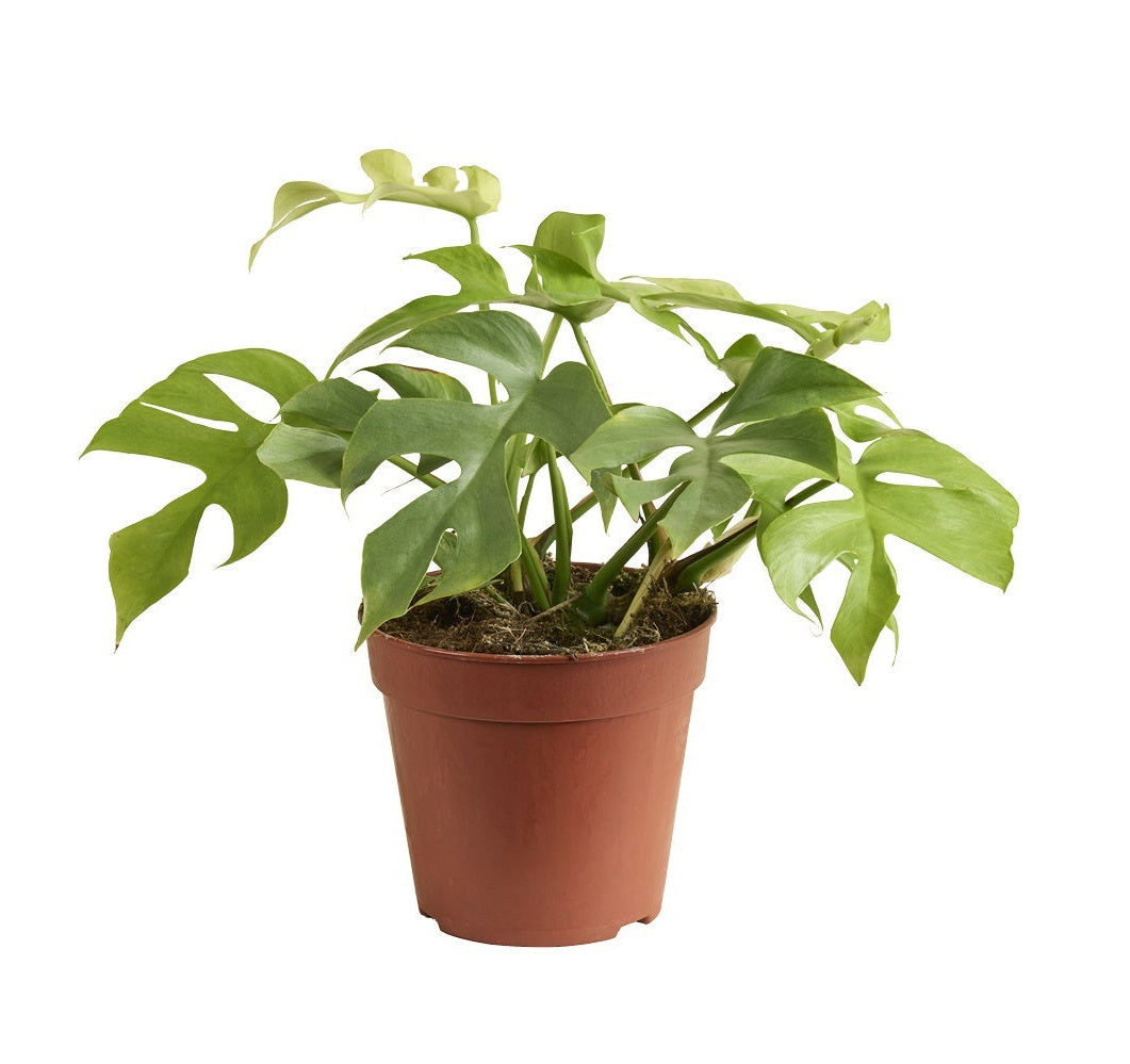 Rhaphidophora Tetrasperma 'Goldrush