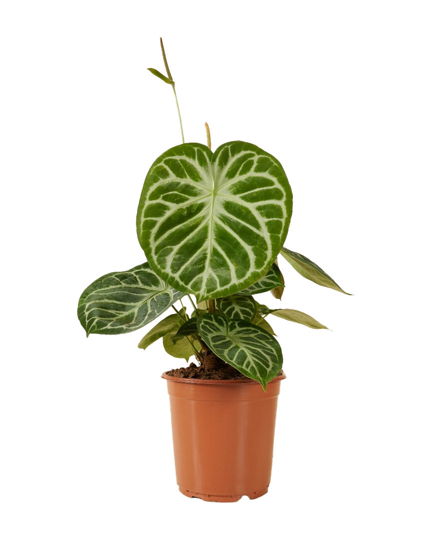 anthurium crystallinum light Anthurium Crystallinum 'Silver Blush' XL