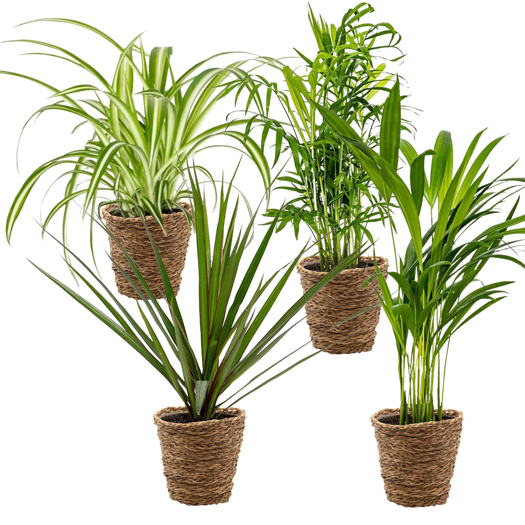 Healthy mixed tropical plant bundle including Areca Palm, Parlour Palm, Spider Plant, and Dracaena marginata in natural woven planters—perfect for adding fresh greenery to any indoor space.”