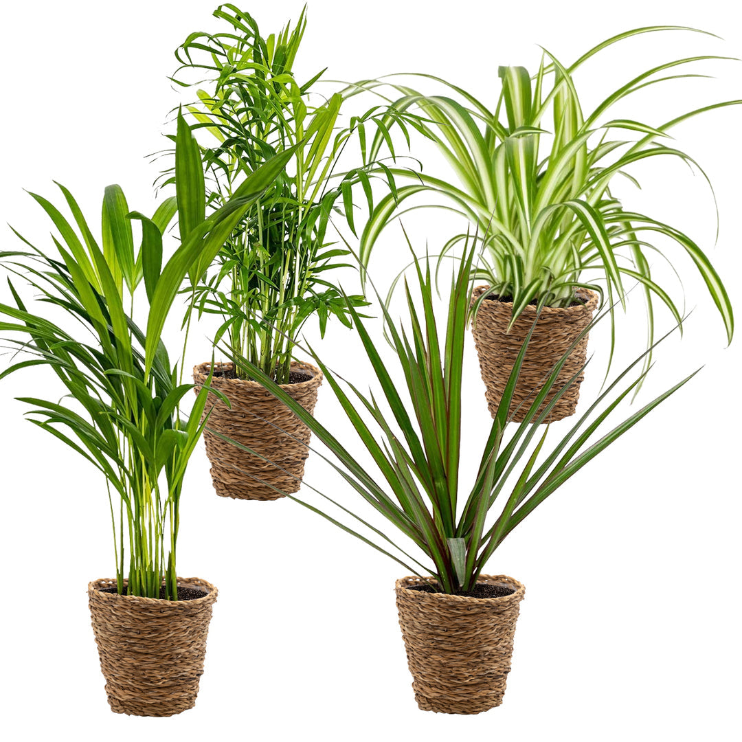 "Beautiful Set of Four Medium Air Purifying Plants Including Baskets. Perfect for indoor houseplant collection."
