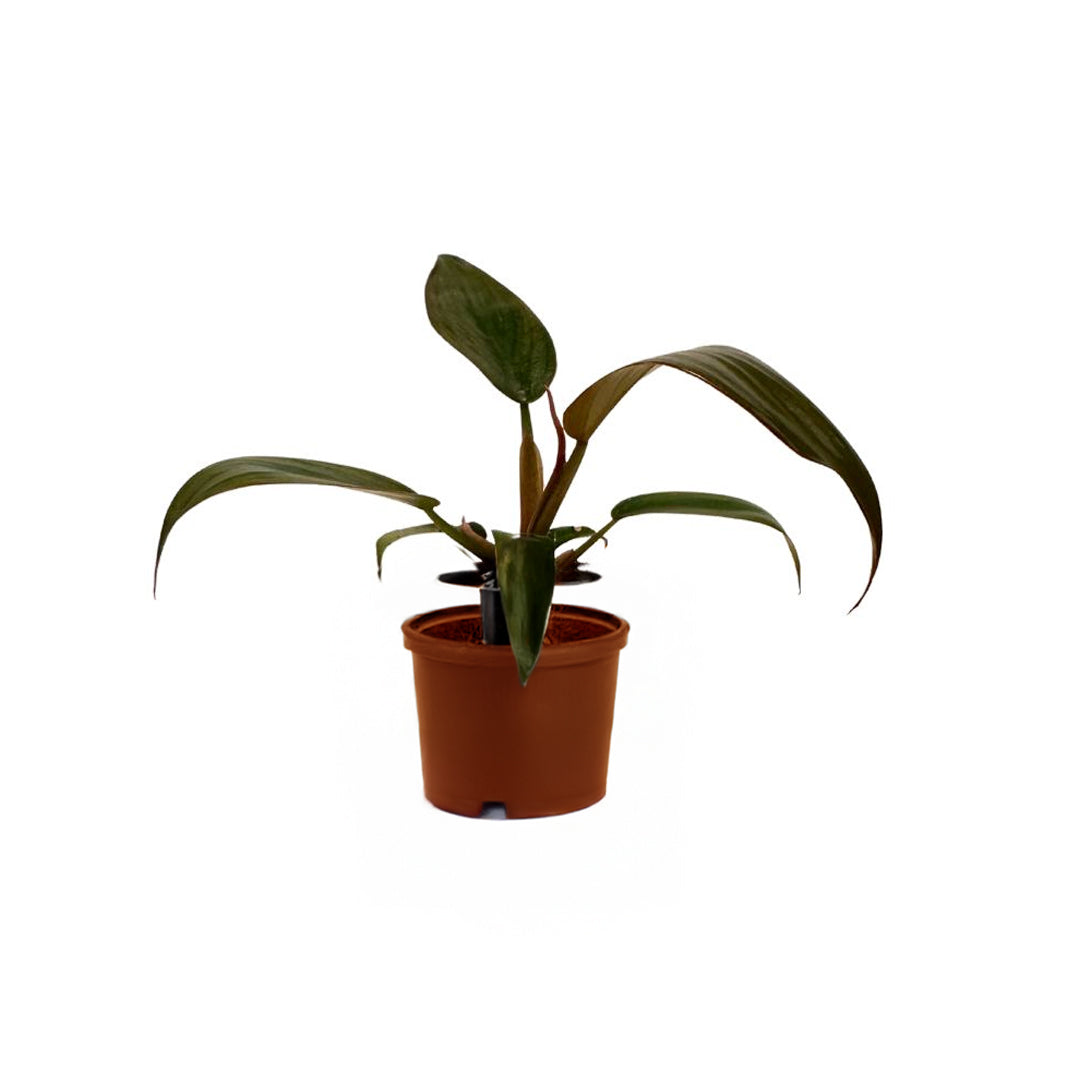 Philodendron Florida Bronze Baby -  Plant Circle.
