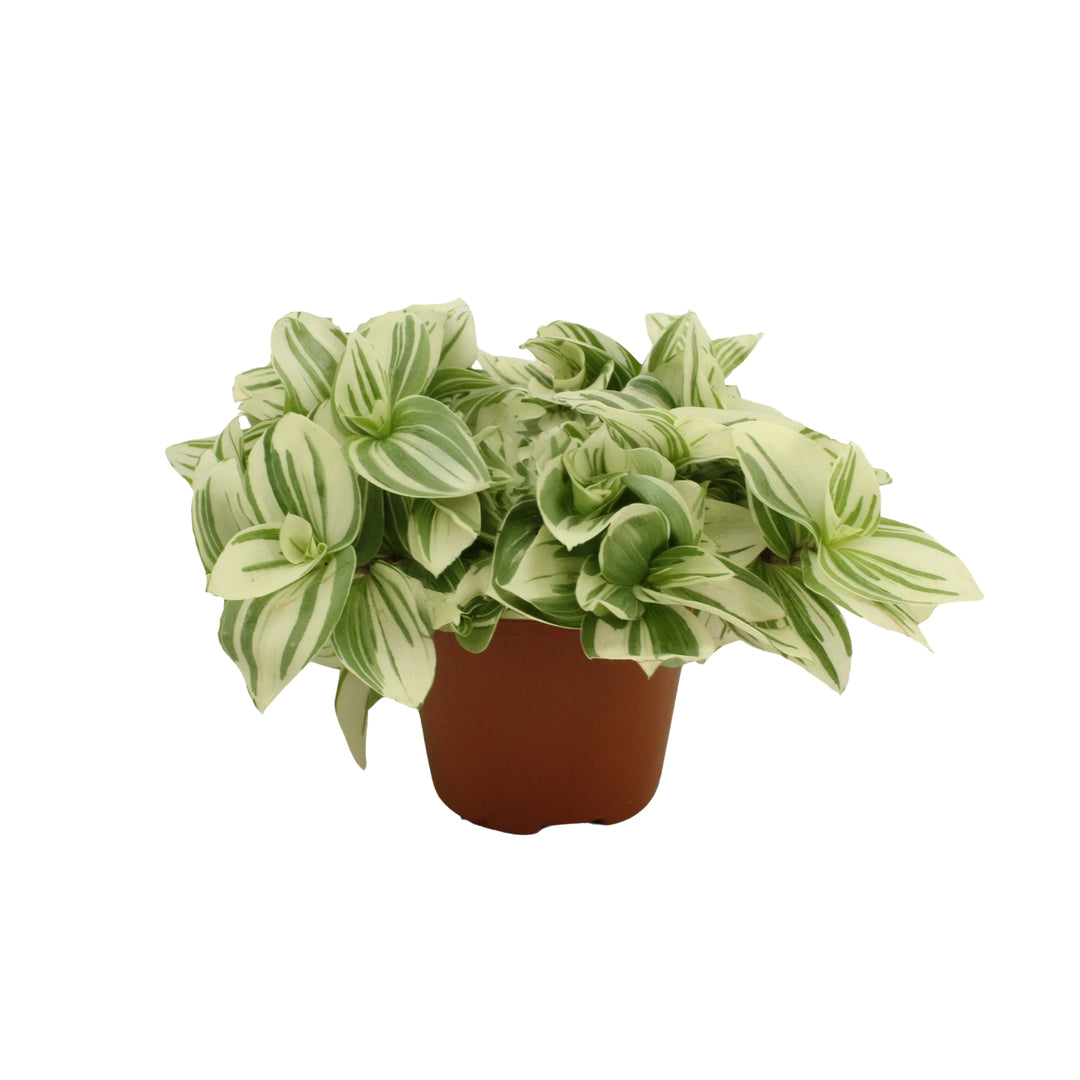 Tradescantia zebrina 'Brightness' Medium -  Plant Circle.