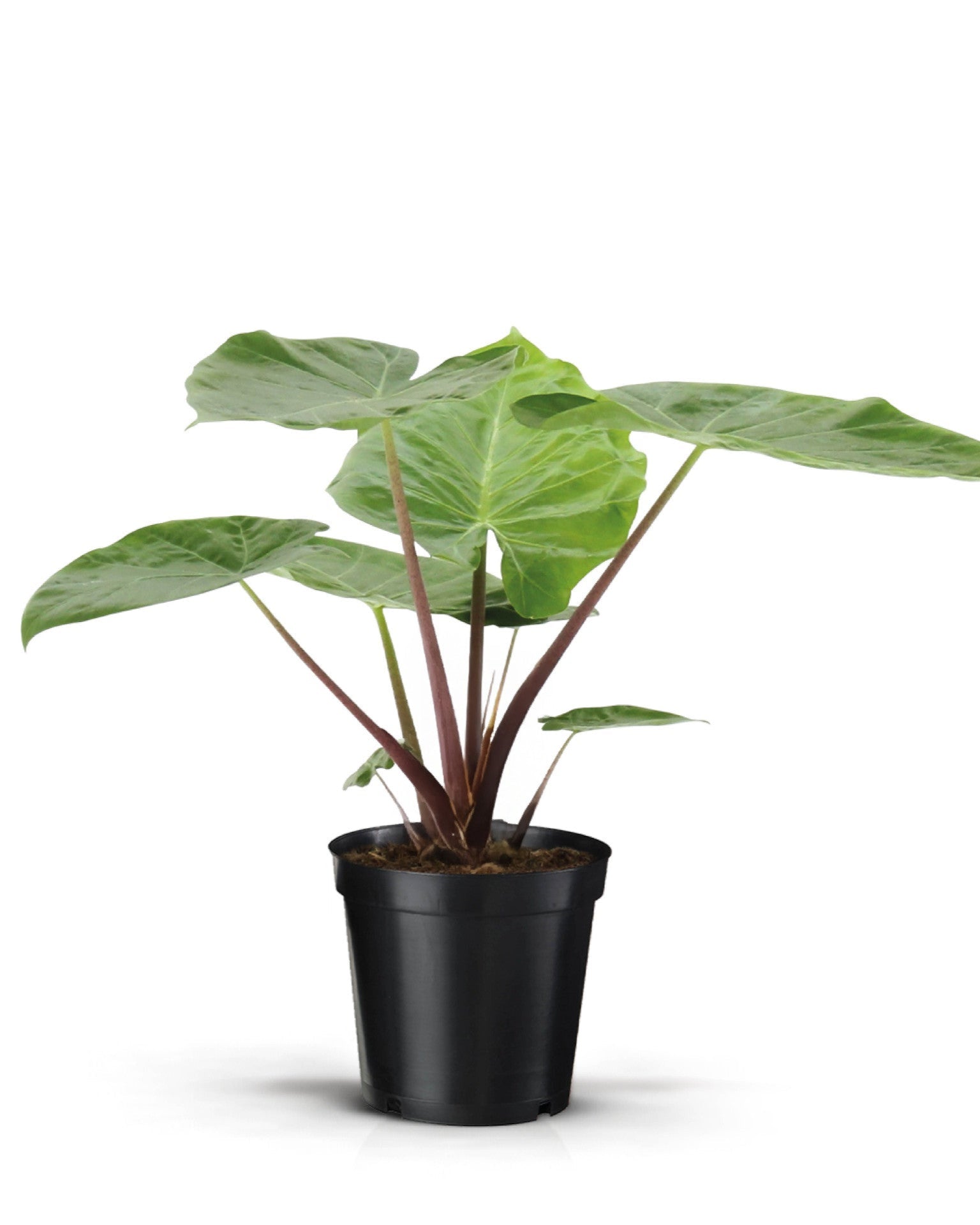 Alocasia Imperial Red 