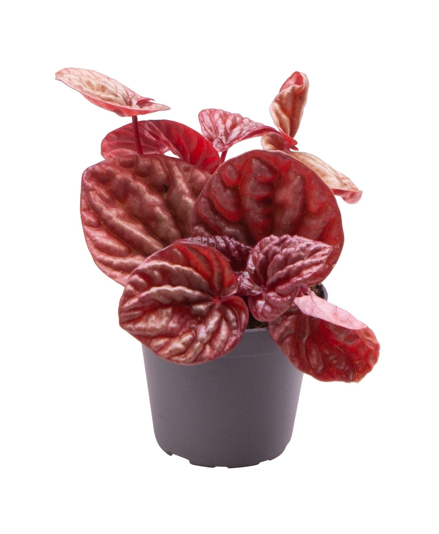 peperomia quito