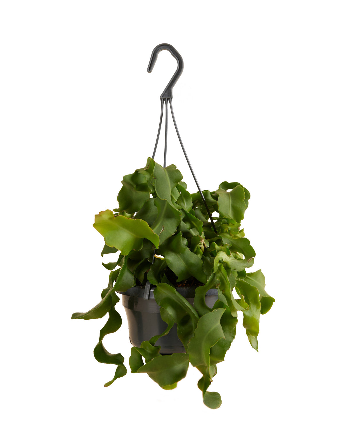 Epiphyllum Guatemalense Large -  Plant Circle.