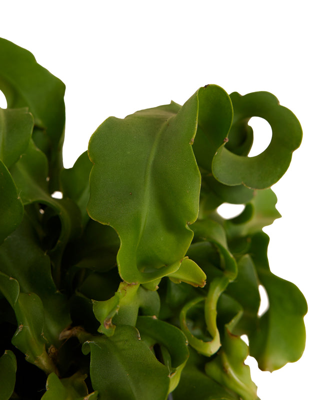 Epiphyllum Guatemalense Large -  Plant Circle.