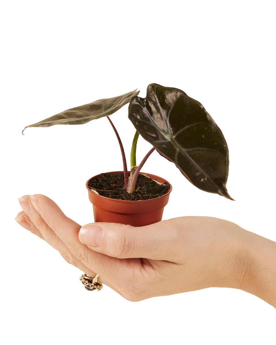 Alocasia Suhirmaniana 'Red Petiole'