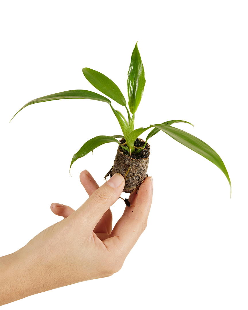 Philodendron Panduriforme Plug -  Plant Circle.