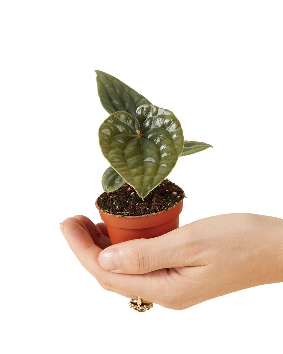 Anthurium Luxurians x Radicans Baby Plant (6cm Pot) -  Geen.