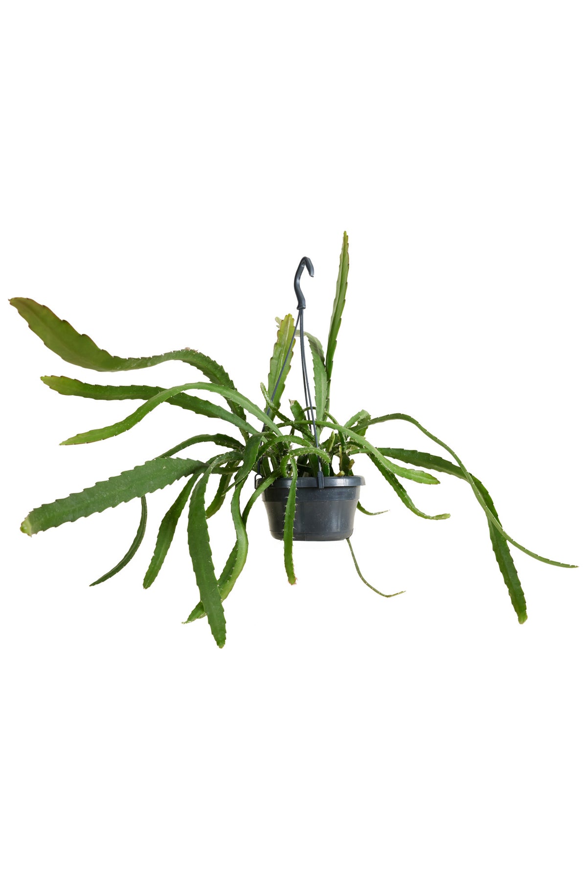 Disocactus (Epiphyllum) ackermannii 'Red tip' Large -  Plant Circle.