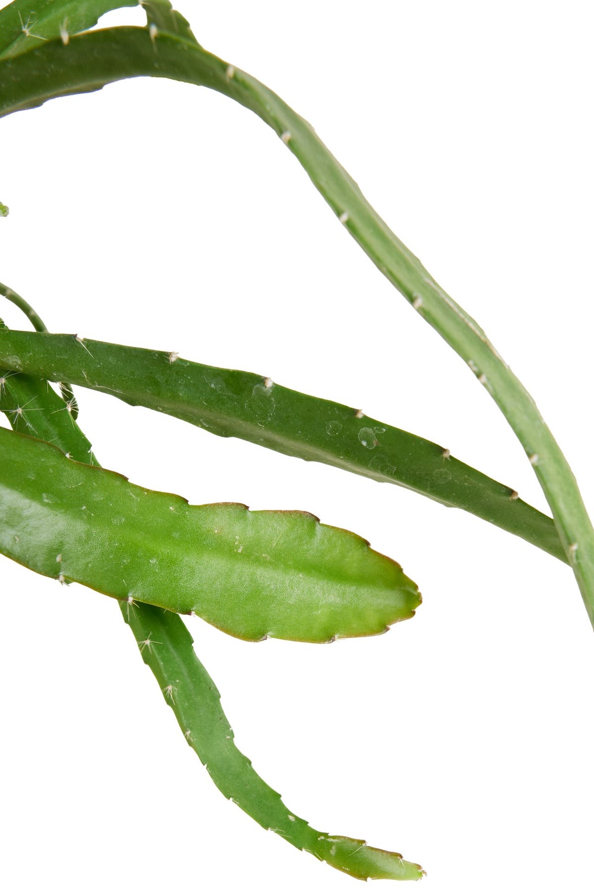 Disocactus (Epiphyllum) ackermannii 'Red tip' Large -  Plant Circle.